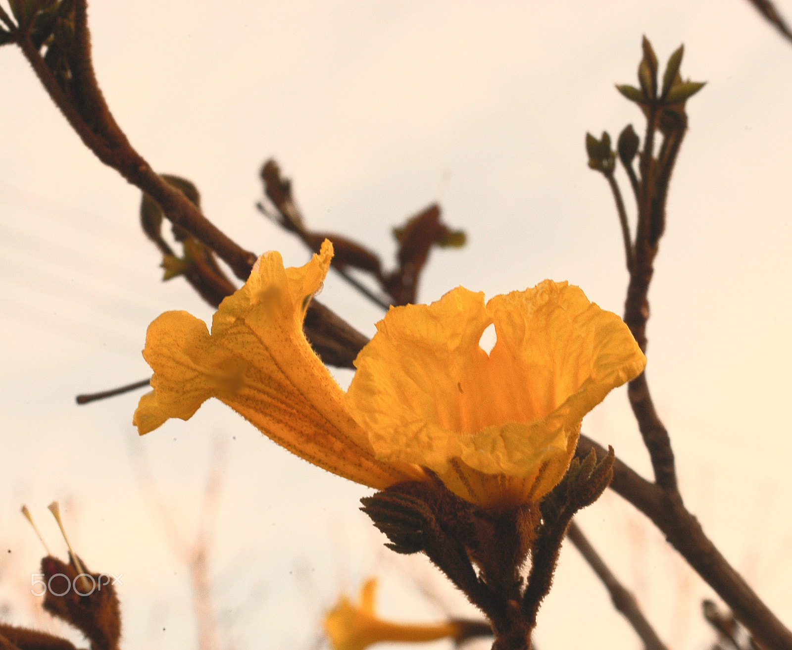 AF Zoom-Nikkor 35-70mm f/3.3-4.5 N sample photo. Flowers photography