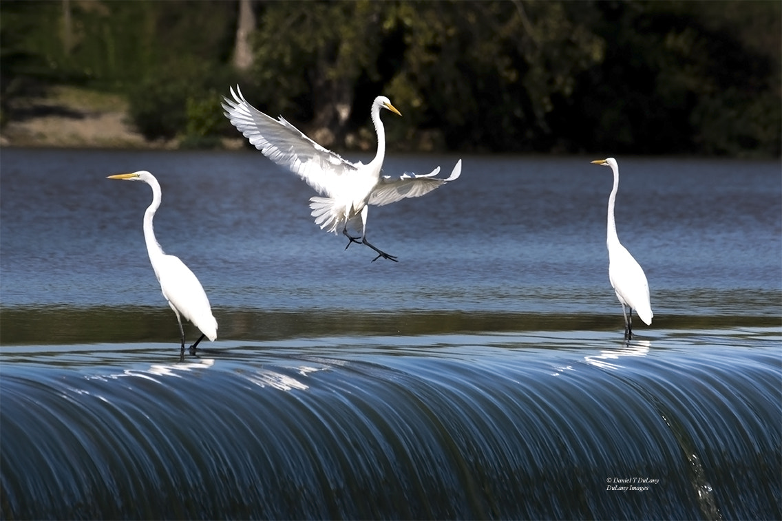Sigma 120-400mm F4.5-5.6 DG OS HSM sample photo. Egret in flight photography
