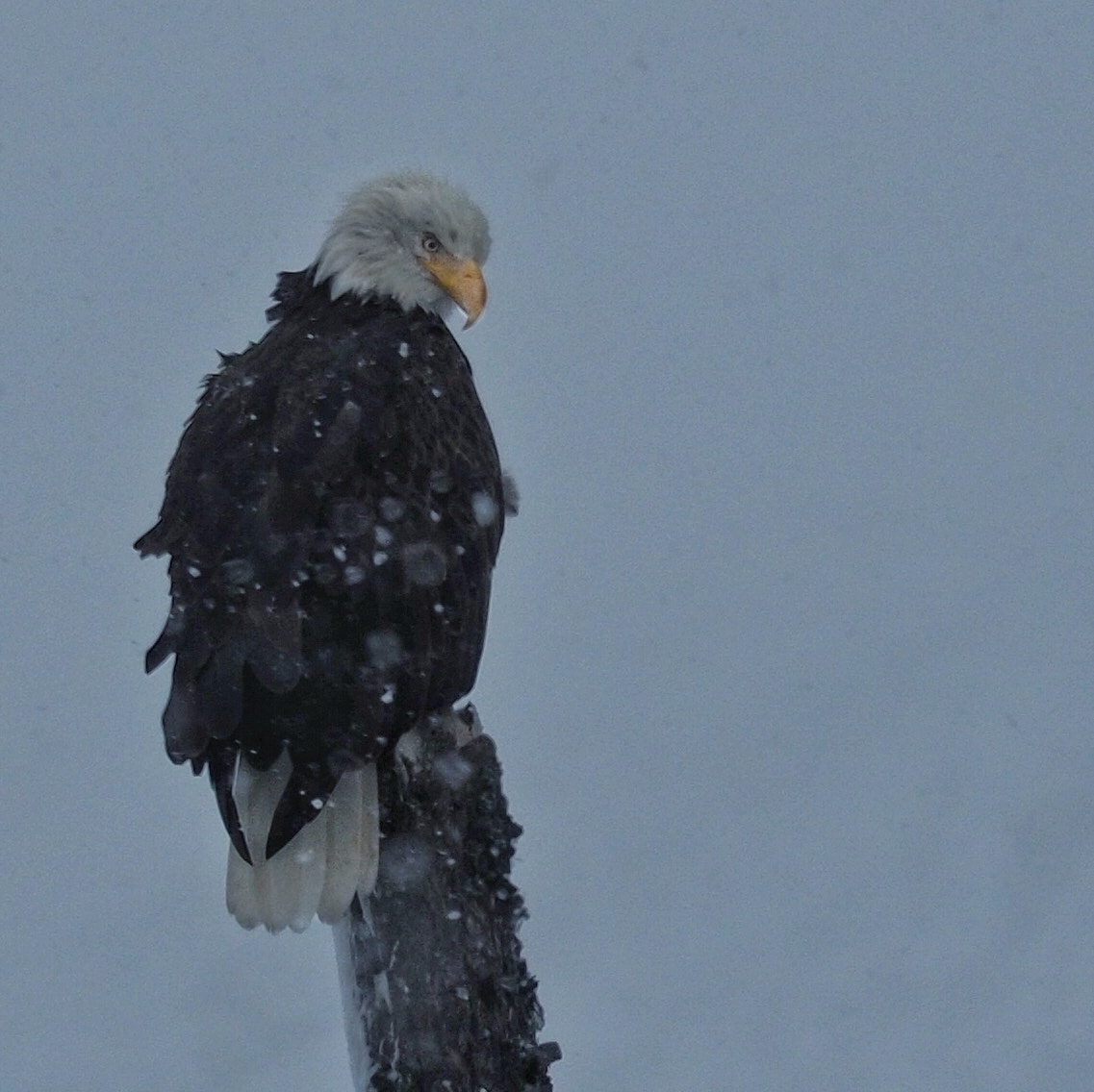 Olympus M.Zuiko Digital ED 14-150mm F4-5.6 sample photo. Cold eagle photography