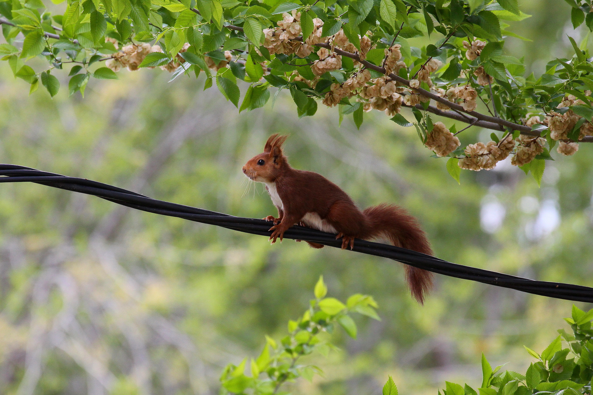 Canon EF 70-300mm F4-5.6L IS USM sample photo. Ardilla roja (sciurus vulgaris) photography
