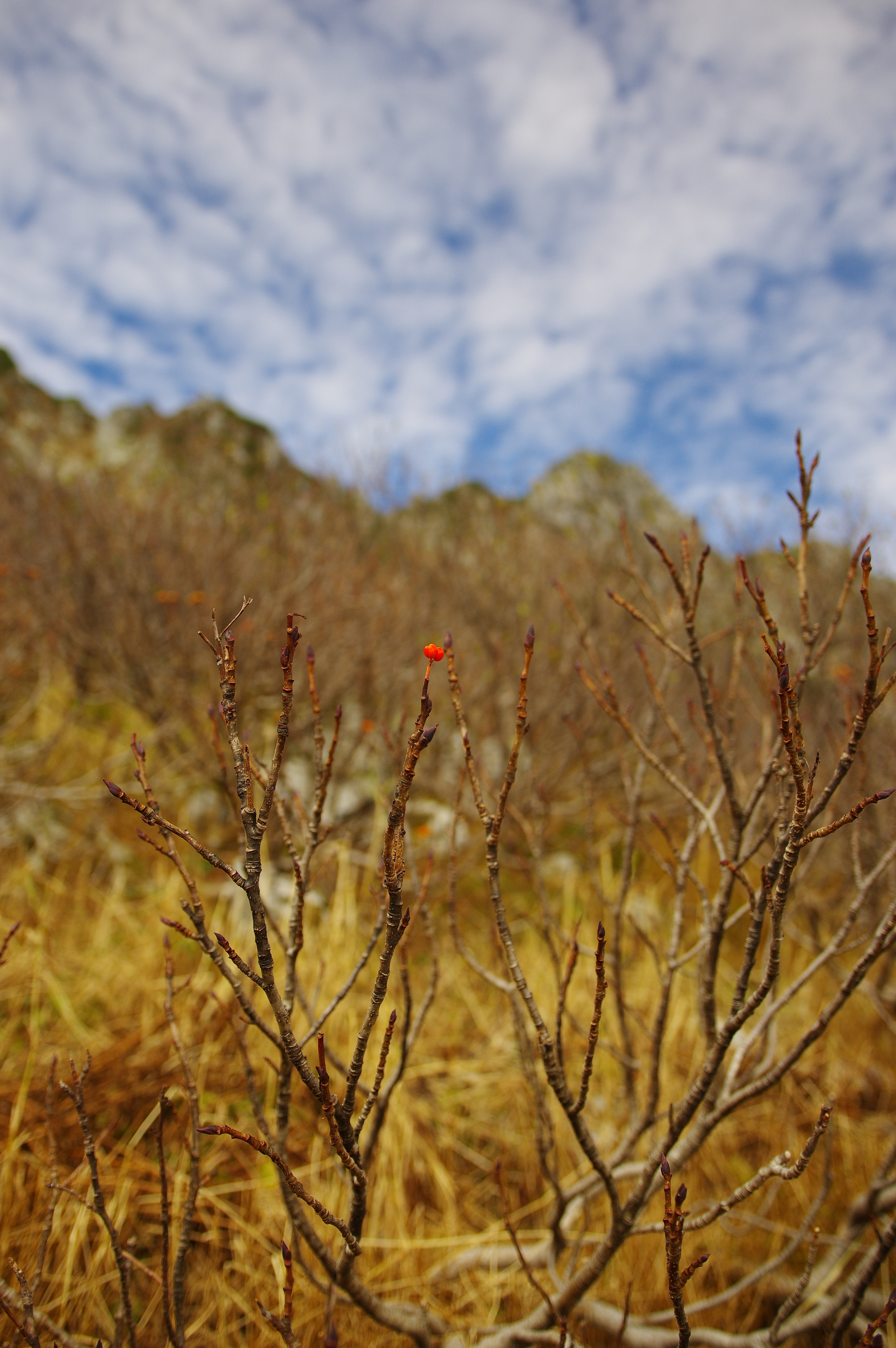 Pentax K-3 + Sigma 18-35mm F1.8 DC HSM Art sample photo. Untitled photography