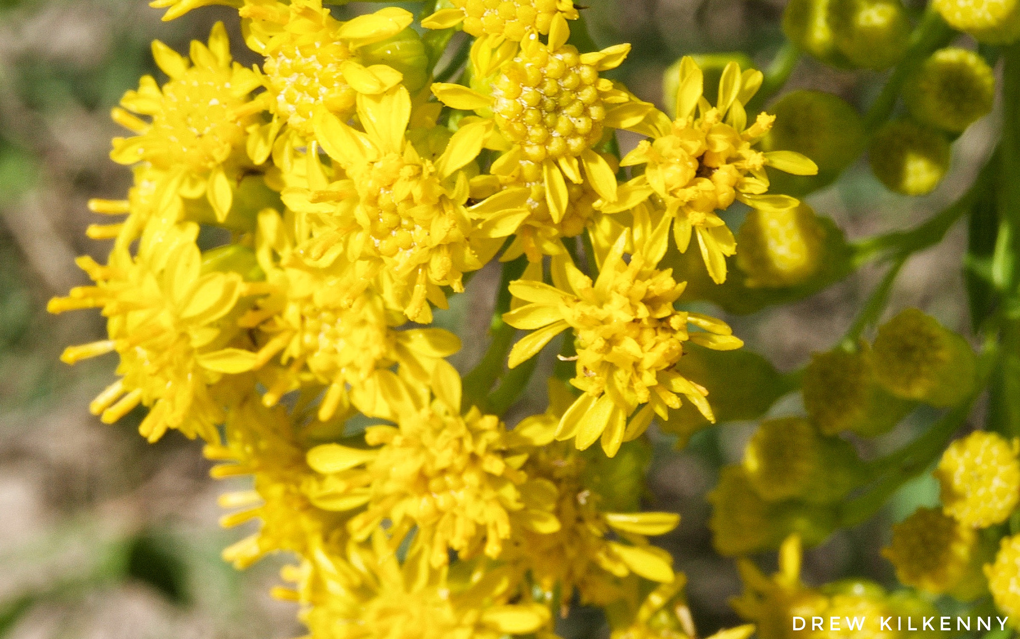 Sony SLT-A33 + Sony DT 18-55mm F3.5-5.6 SAM sample photo. Pretty dune flowers photography