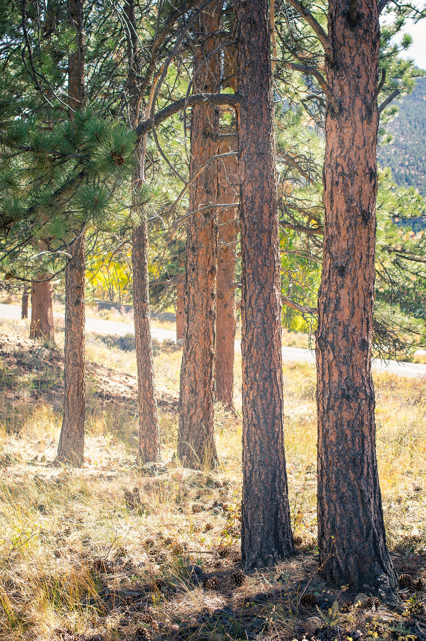 Pentax K-3 sample photo. Warm trees photography