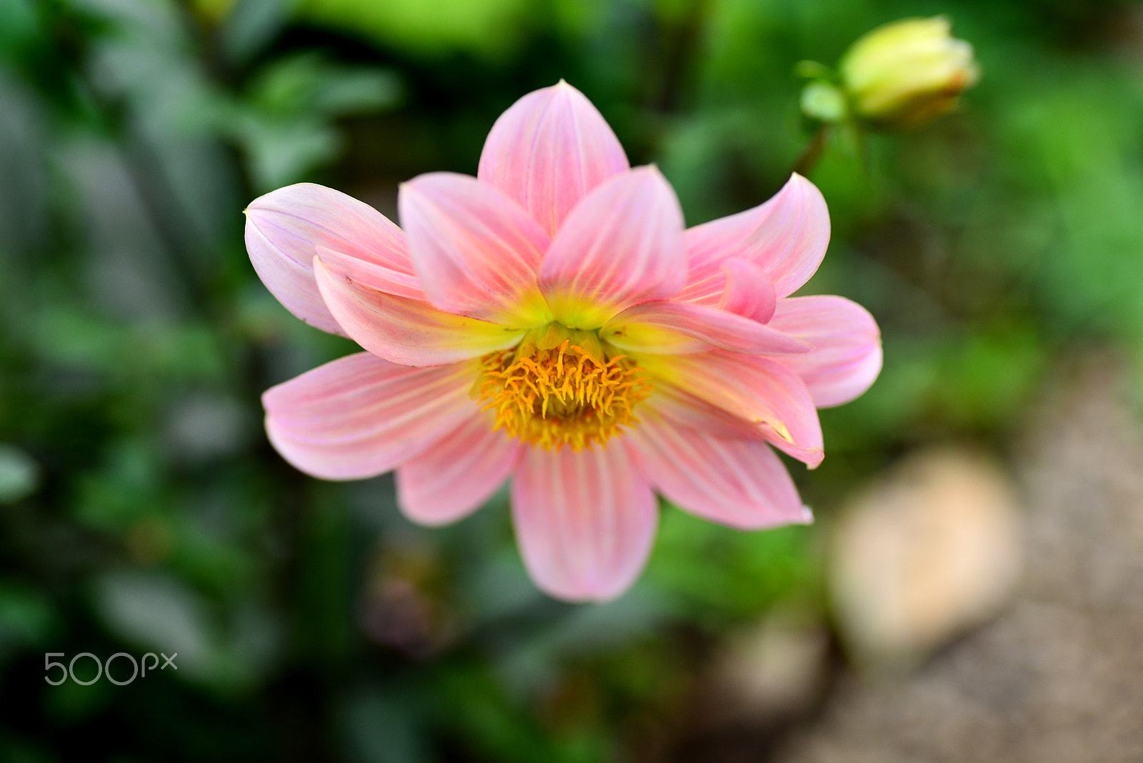 Nikon D600 sample photo. Looks down photography