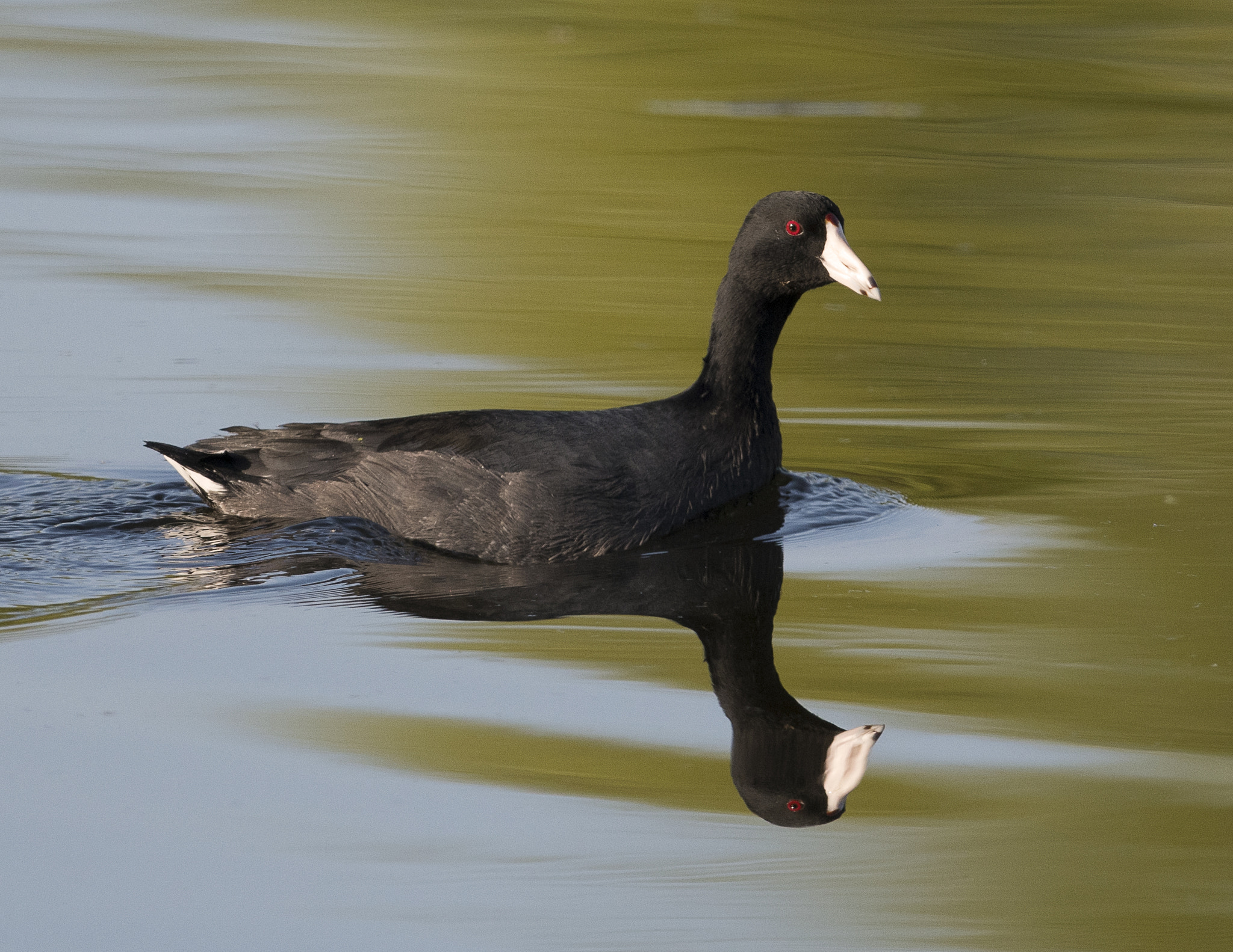 Nikon AF-S Nikkor 800mm F5.6E FL ED VR sample photo. Day at the lake photography