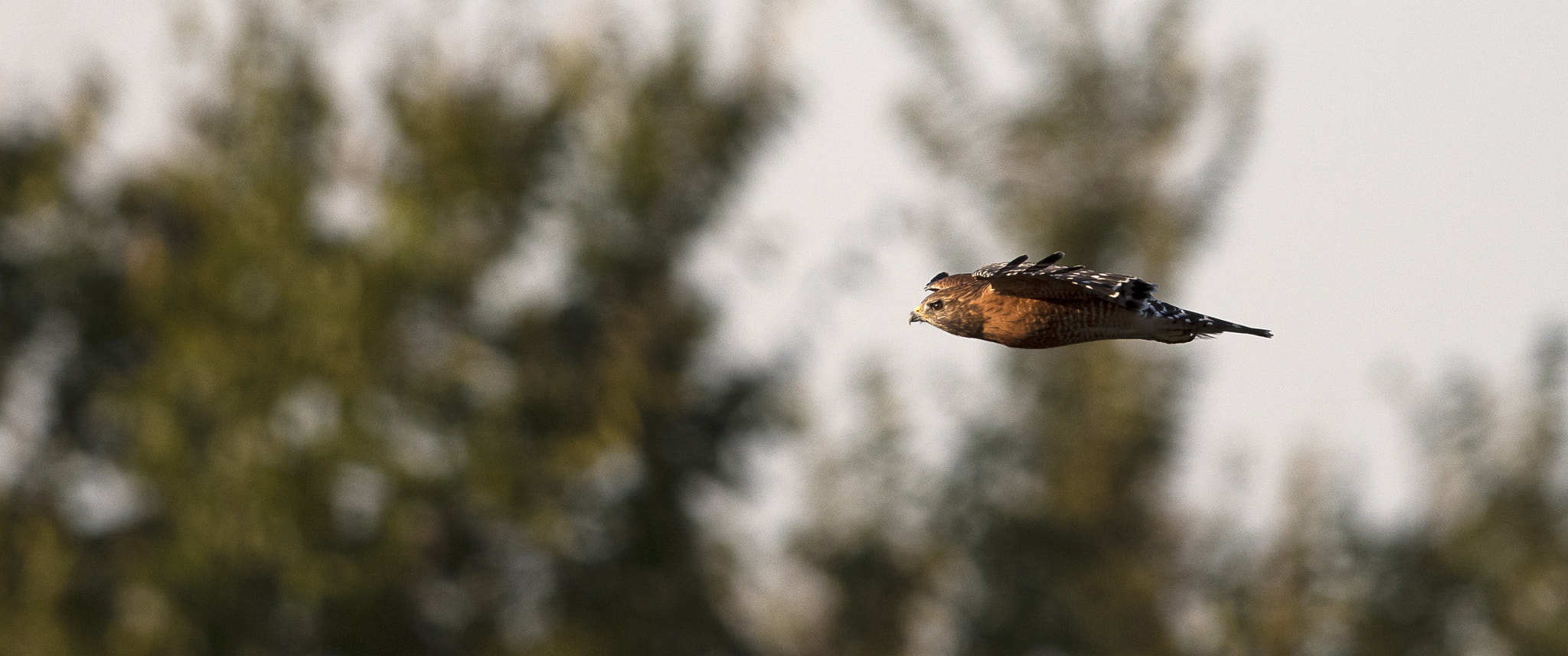 Nikon AF-S Nikkor 800mm F5.6E FL ED VR sample photo. Day at the lake photography
