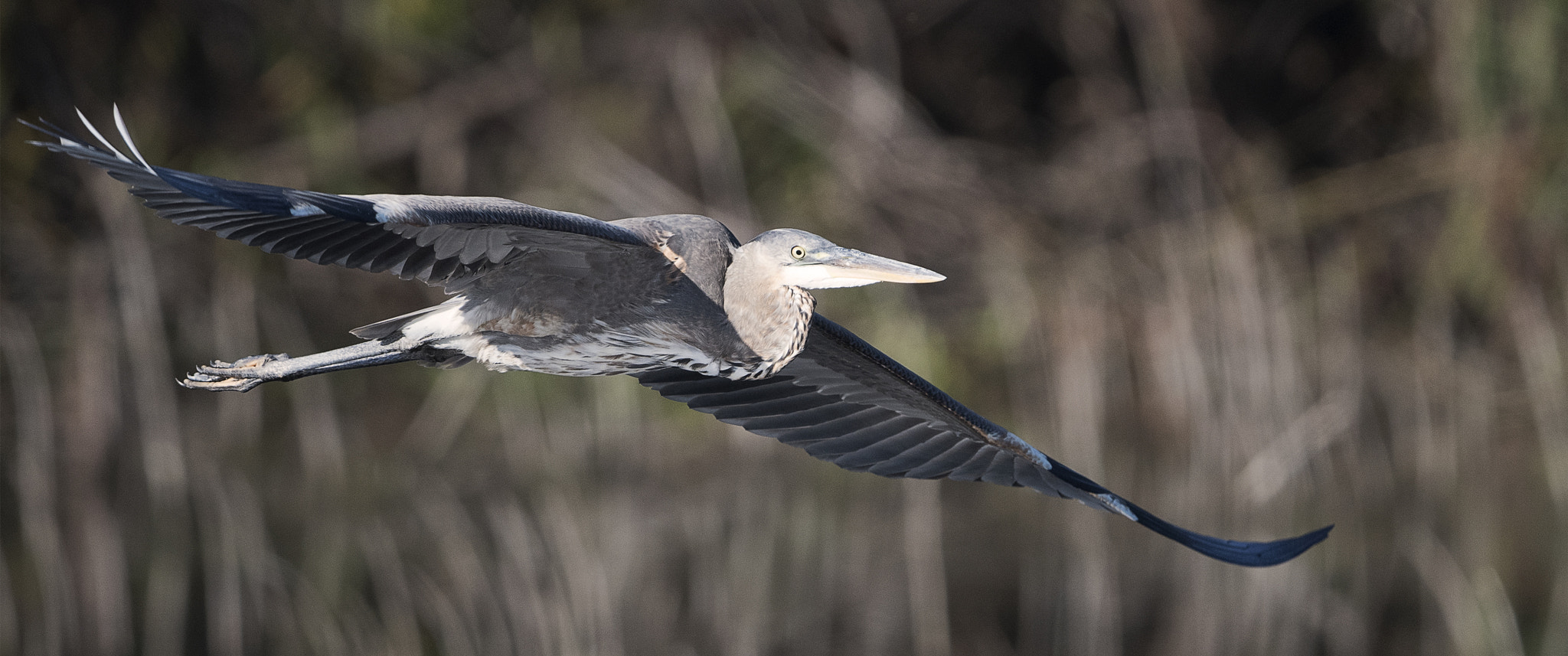 Nikon AF-S Nikkor 800mm F5.6E FL ED VR sample photo. Day at the lake photography