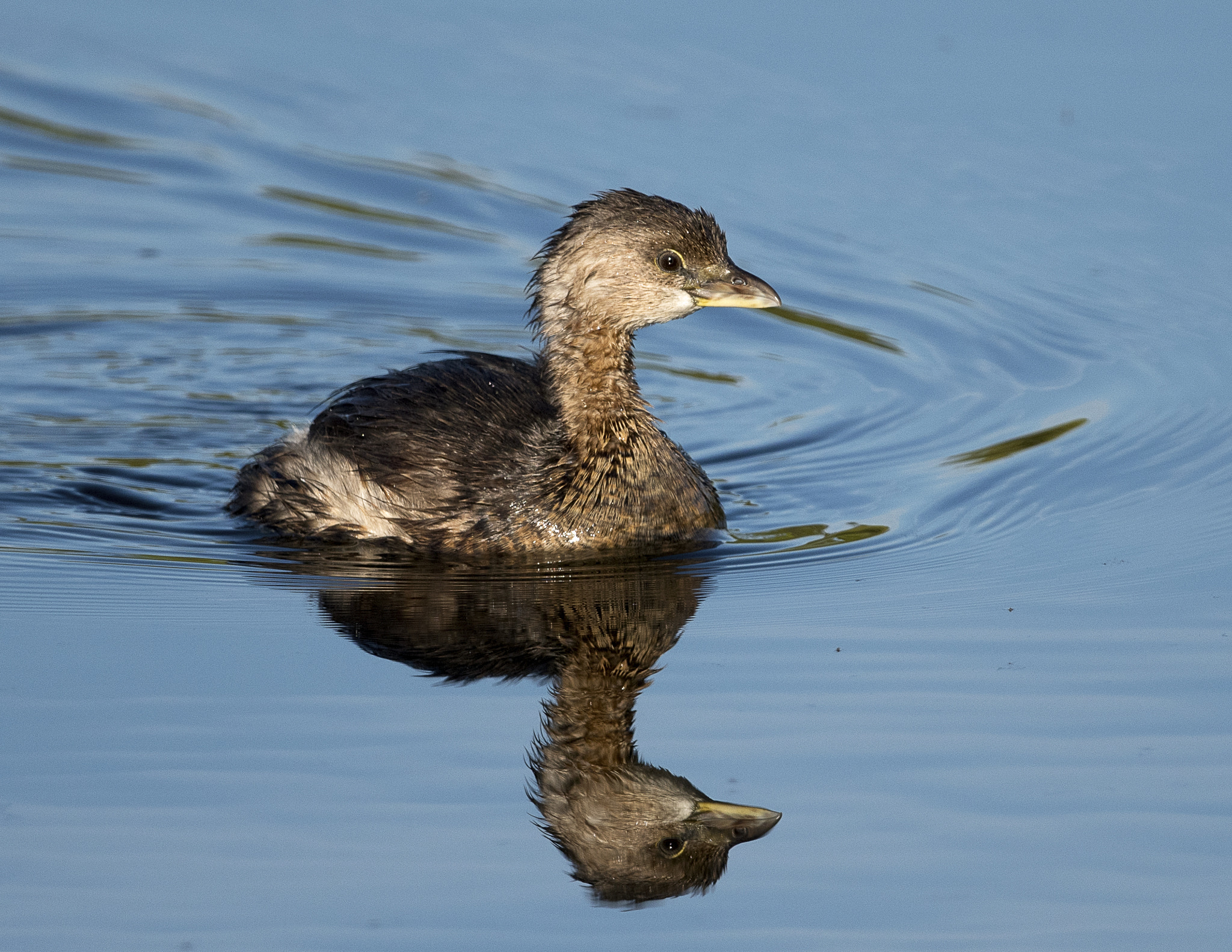 Nikon AF-S Nikkor 800mm F5.6E FL ED VR sample photo. Day at the lake photography