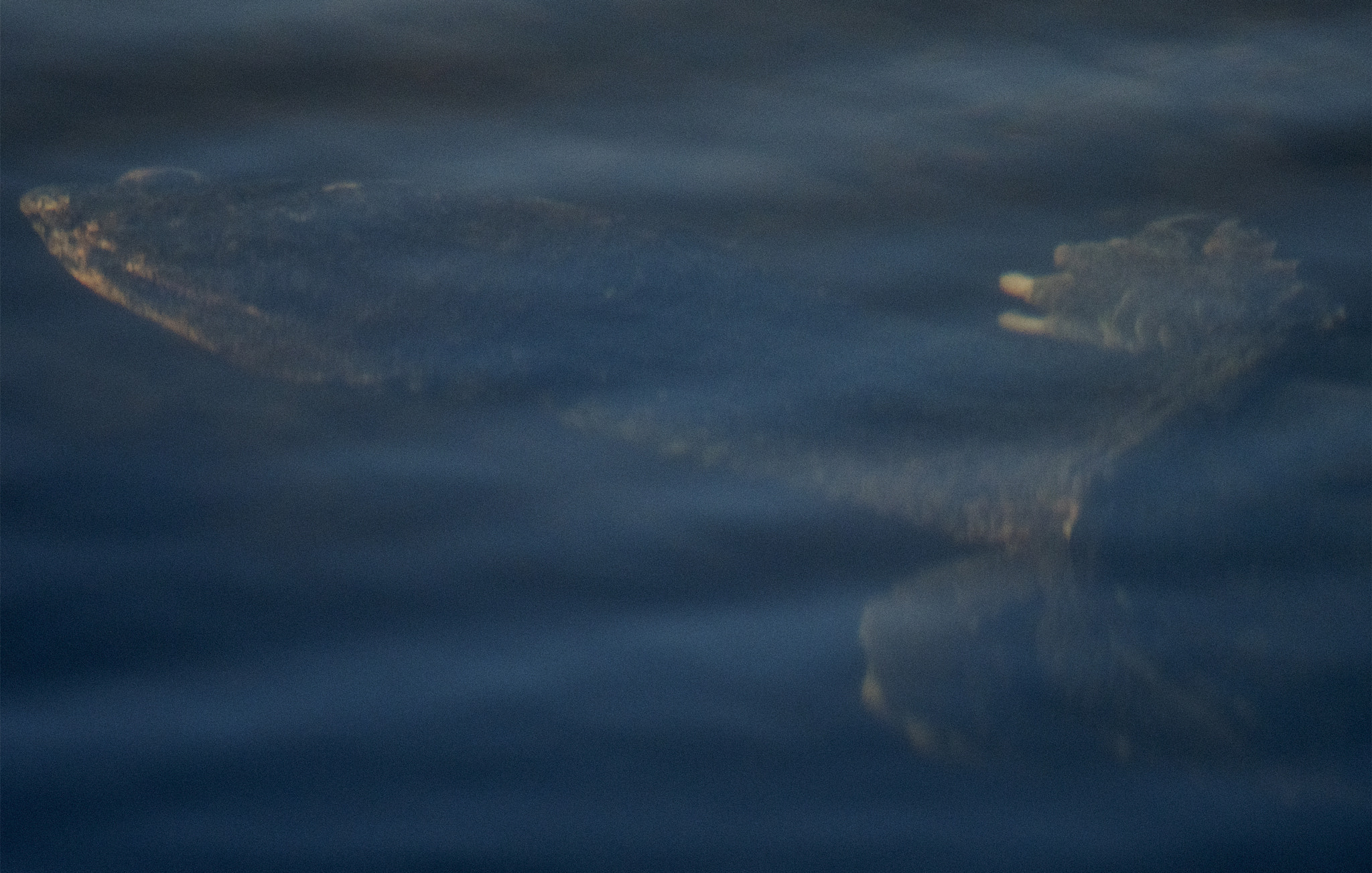 Nikon AF-S Nikkor 800mm F5.6E FL ED VR sample photo. Day at the lake photography