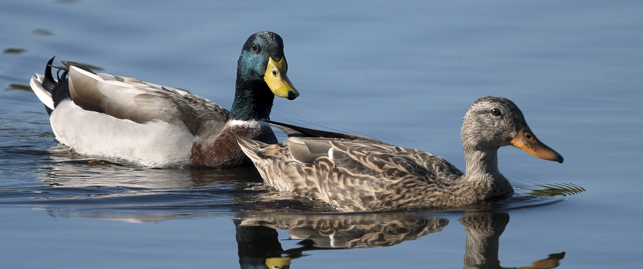 Nikon D500 sample photo. Day at the lake photography