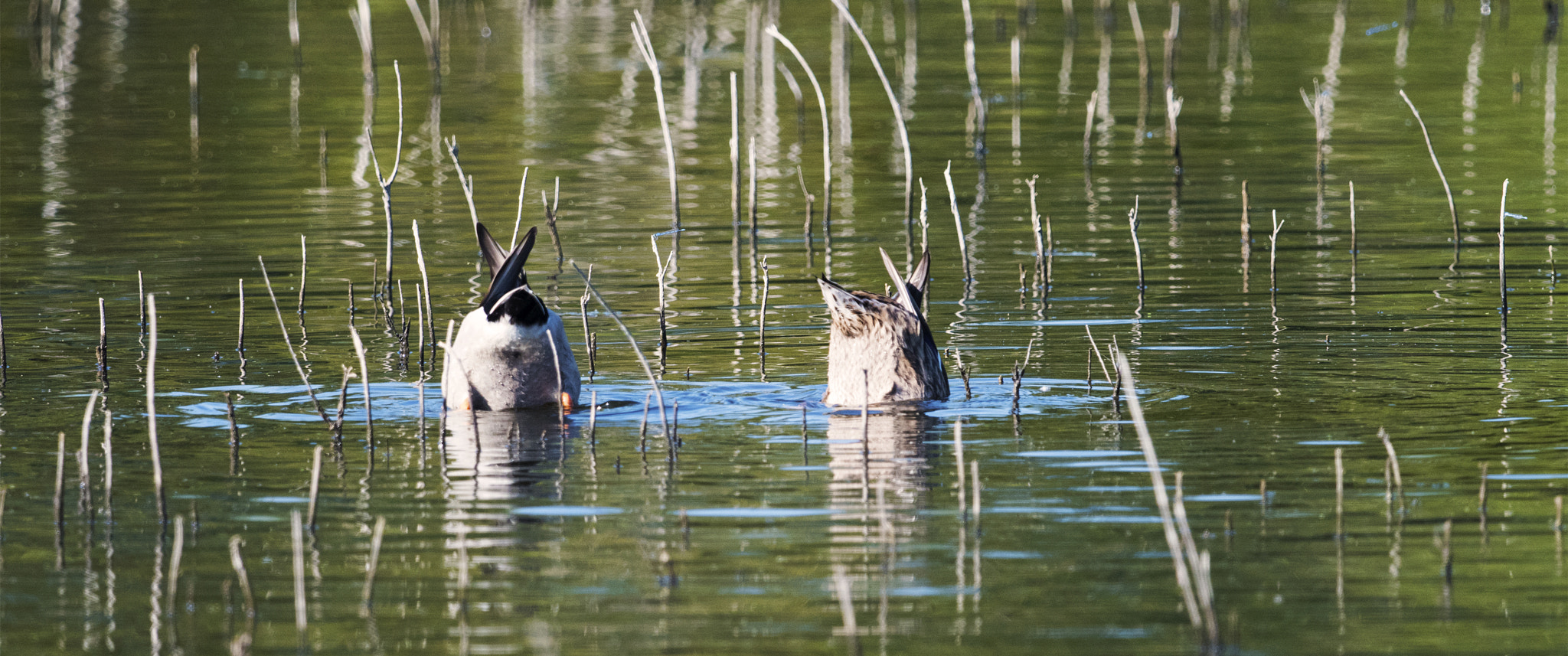 Nikon AF-S Nikkor 800mm F5.6E FL ED VR sample photo. Day at the lake photography
