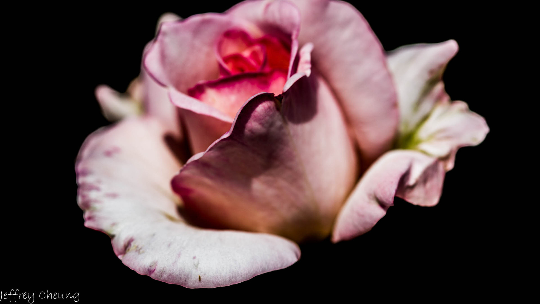 Canon EF 100mm F2.8 Macro USM sample photo. For you photography