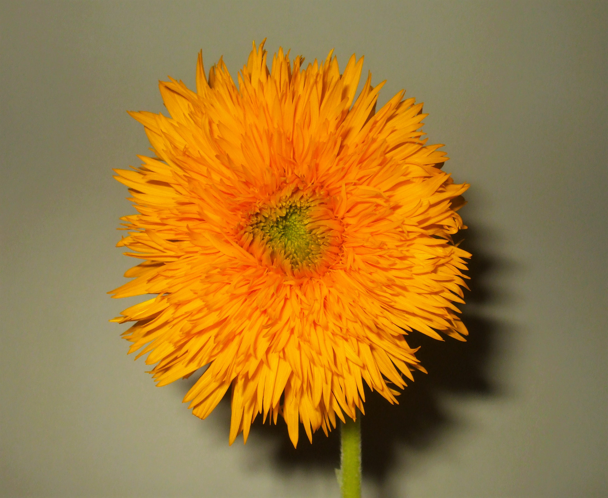 Fujifilm FinePix A820 sample photo. Sunflower photography