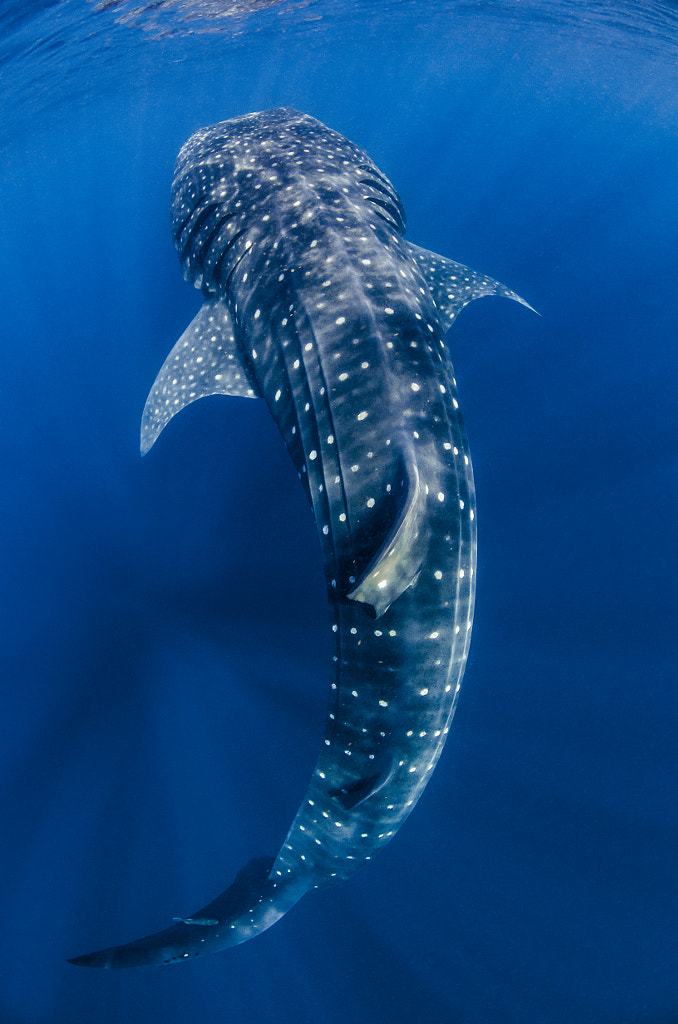 whale shark by Tom Meyer / 500px