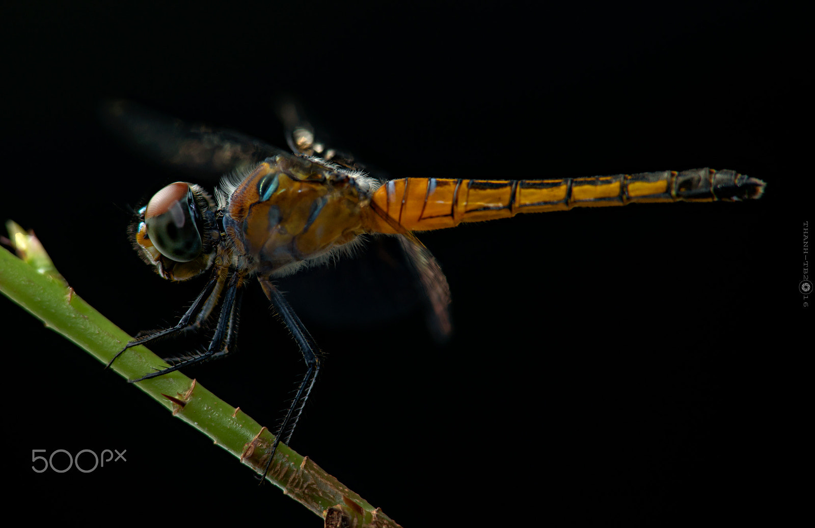 Nikon D750 + Nikon AF Nikkor 180mm F2.8D ED-IF sample photo. Tha photography