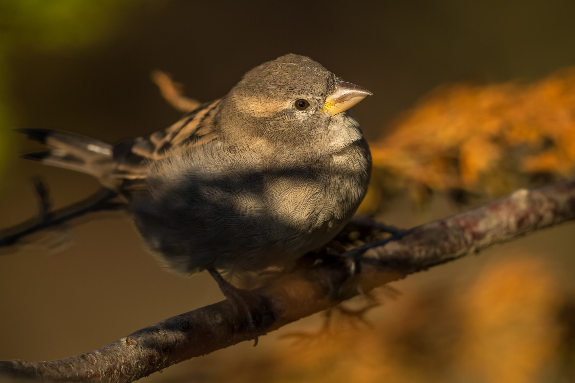 Canon EF 600mm F4L IS II USM sample photo. Chipping sparrow photography