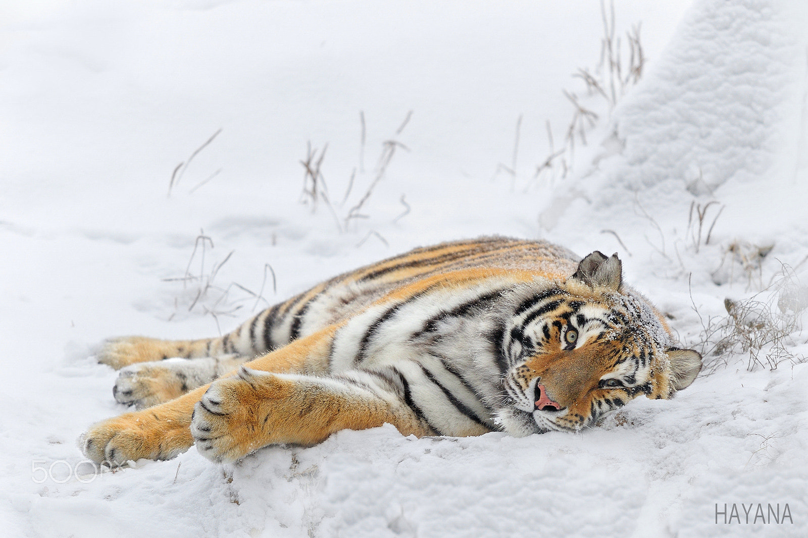 Nikon D3S sample photo. Rest time. photography