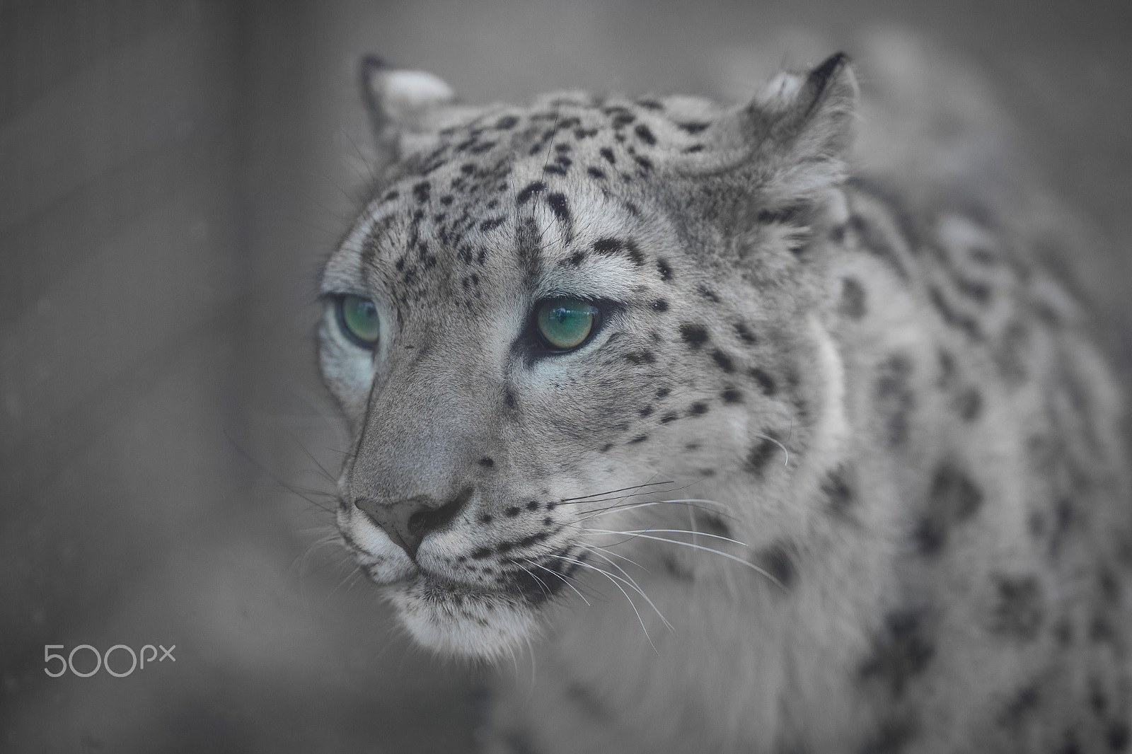 Canon EF 200mm F2L IS USM sample photo. Snow leopard photography