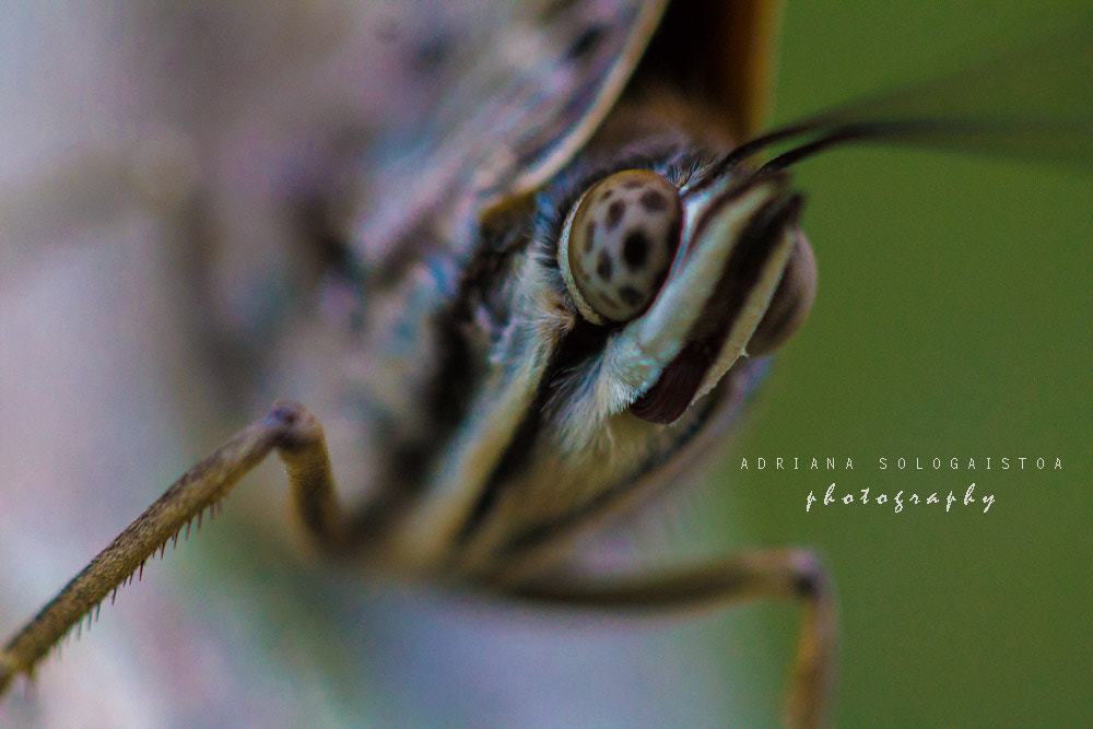 Canon EF 100mm F2.8 Macro USM sample photo. Mariposa photography
