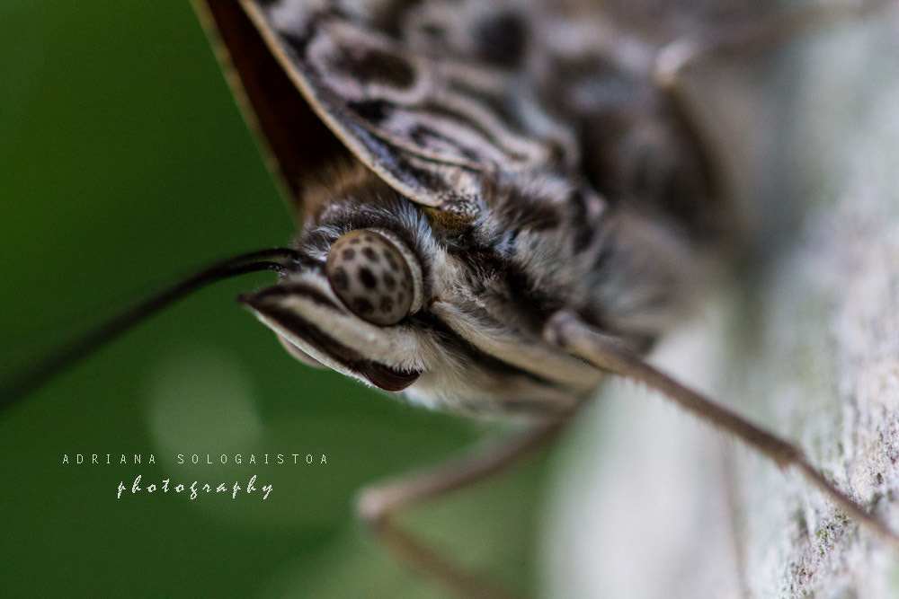 Canon EF 100mm F2.8 Macro USM sample photo
