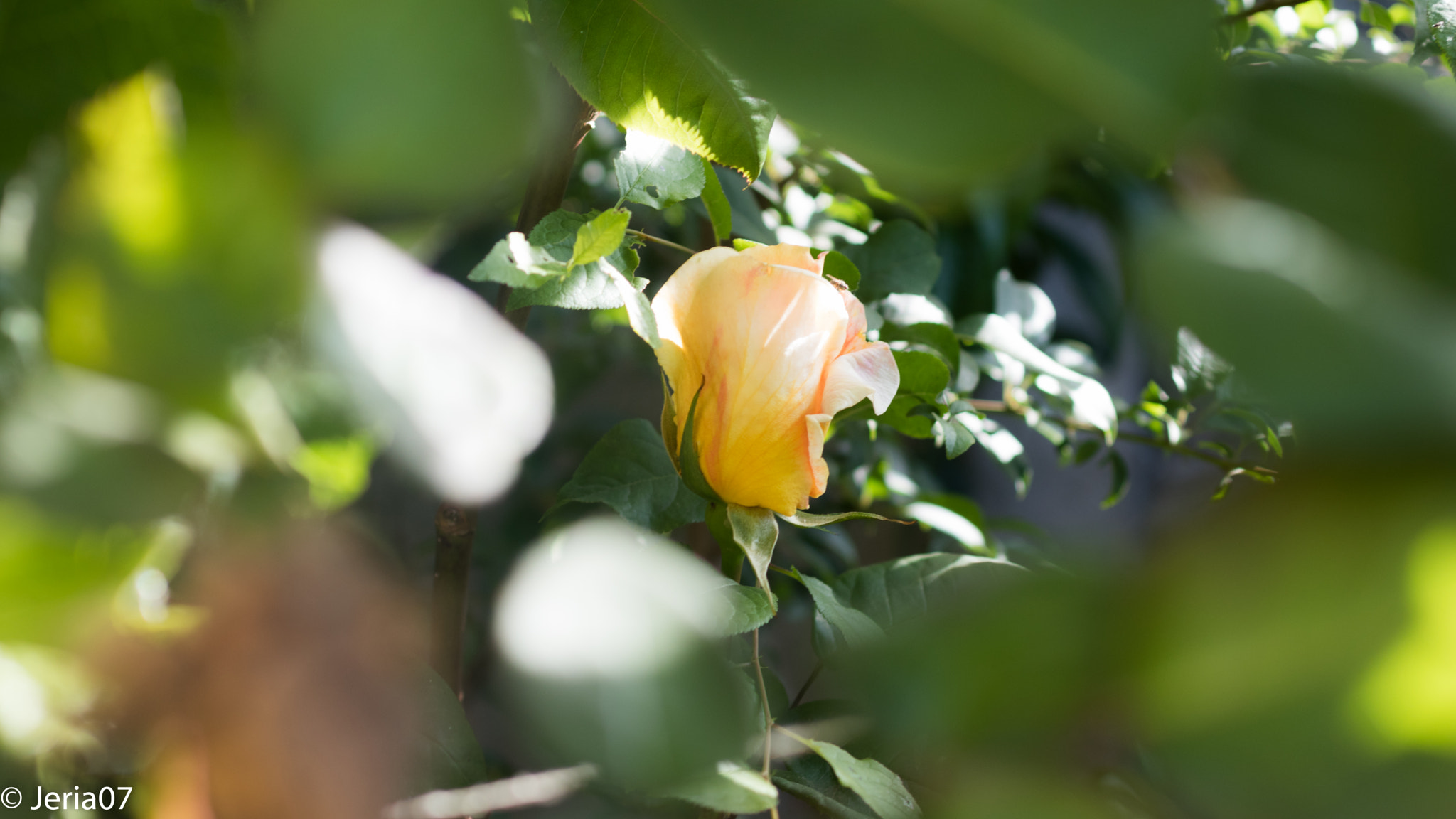 Sigma 50mm F1.4 EX DG HSM sample photo. Reencuadre de hojas photography