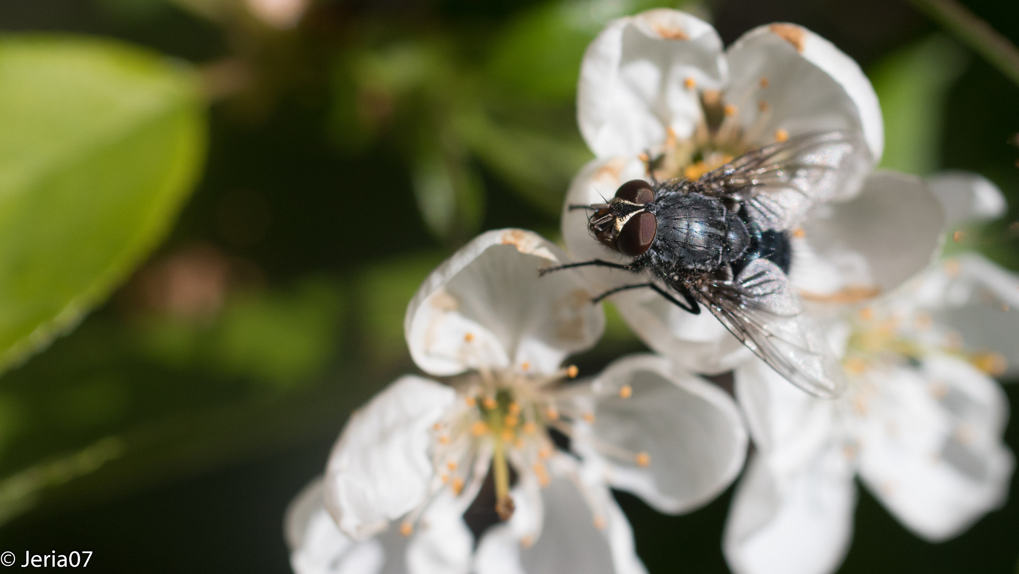 Sigma 50mm F1.4 EX DG HSM sample photo. Fly photography