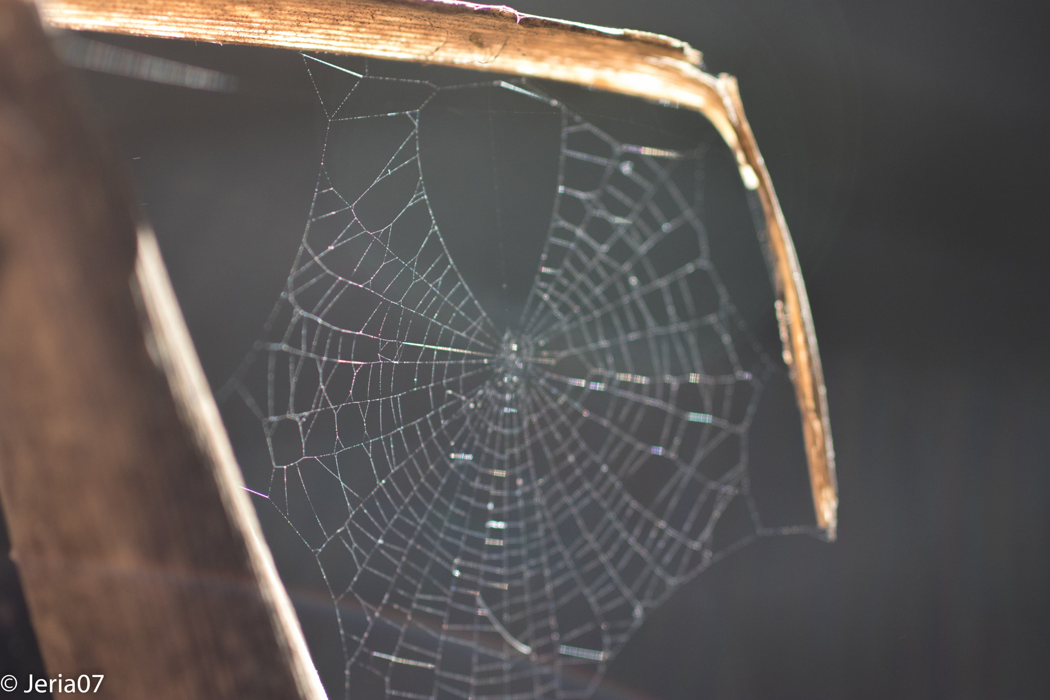 Sigma 50mm F1.4 EX DG HSM sample photo. Spiderweb photography