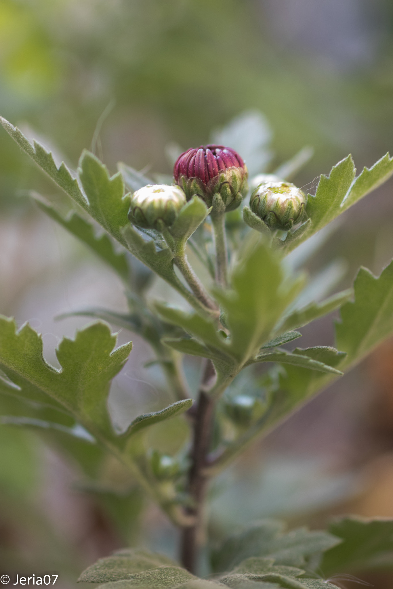 Sigma 50mm F1.4 EX DG HSM sample photo. Creciendo photography