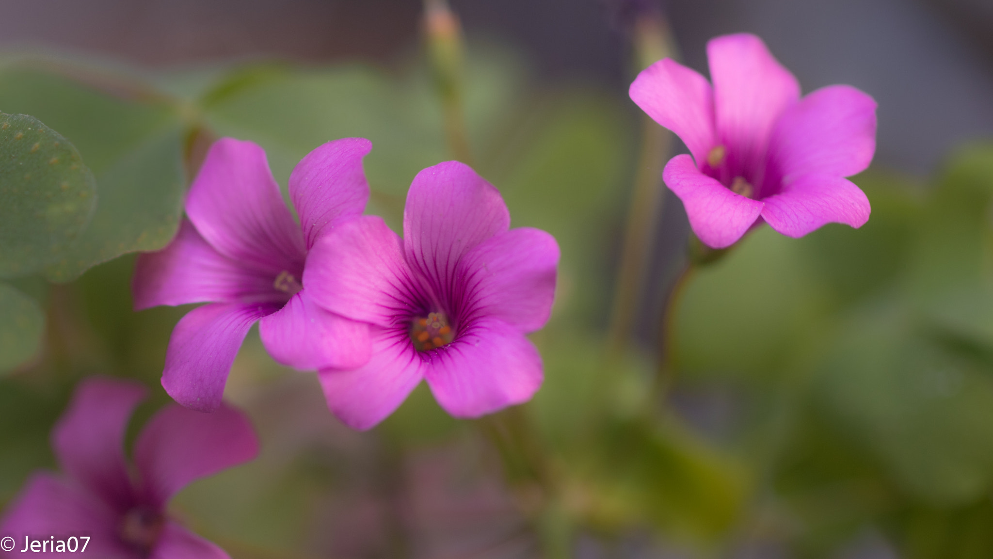Sigma 50mm F1.4 EX DG HSM sample photo. Miniflores photography