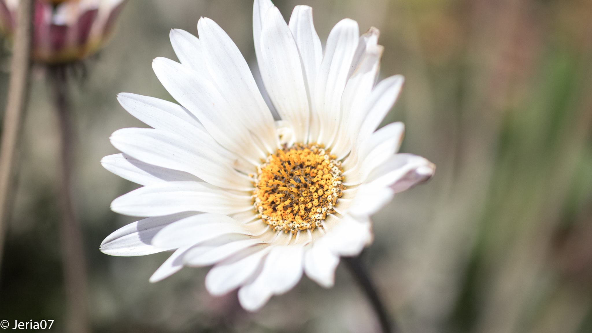 Sigma 50mm F1.4 EX DG HSM sample photo. Daisy + photography