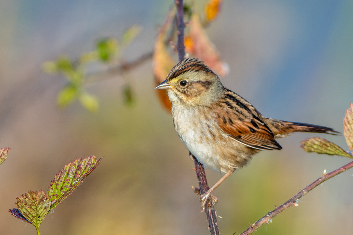 Canon EF 200-400mm F4L IS USM Extender 1.4x sample photo. Swamp sparrow photography