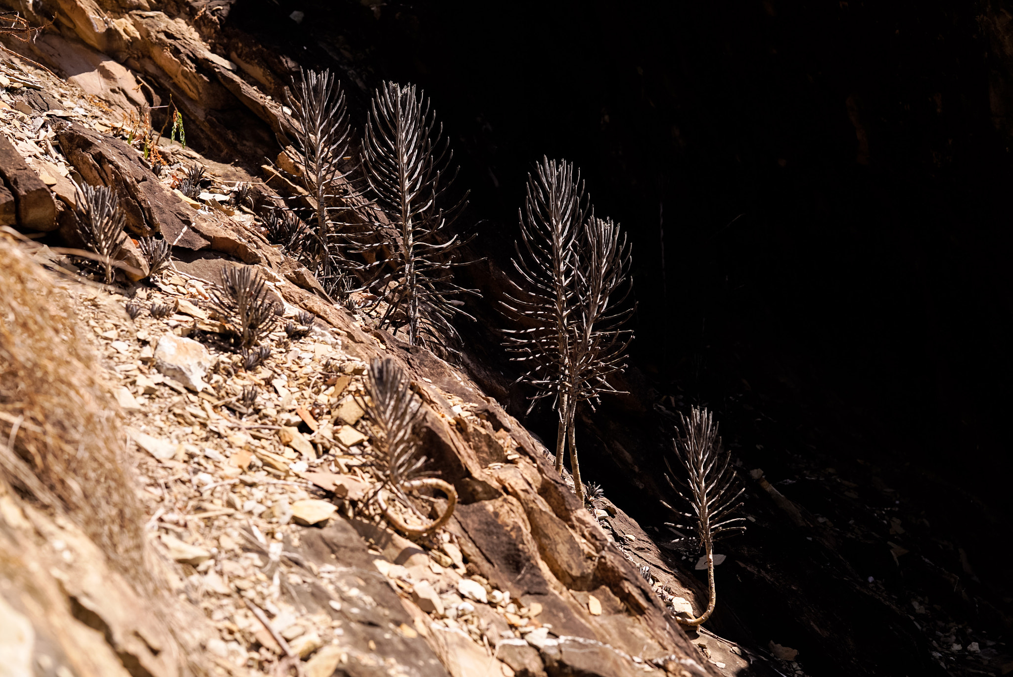 Sony FE 85mm F1.4 GM sample photo. Dry rock plants photography