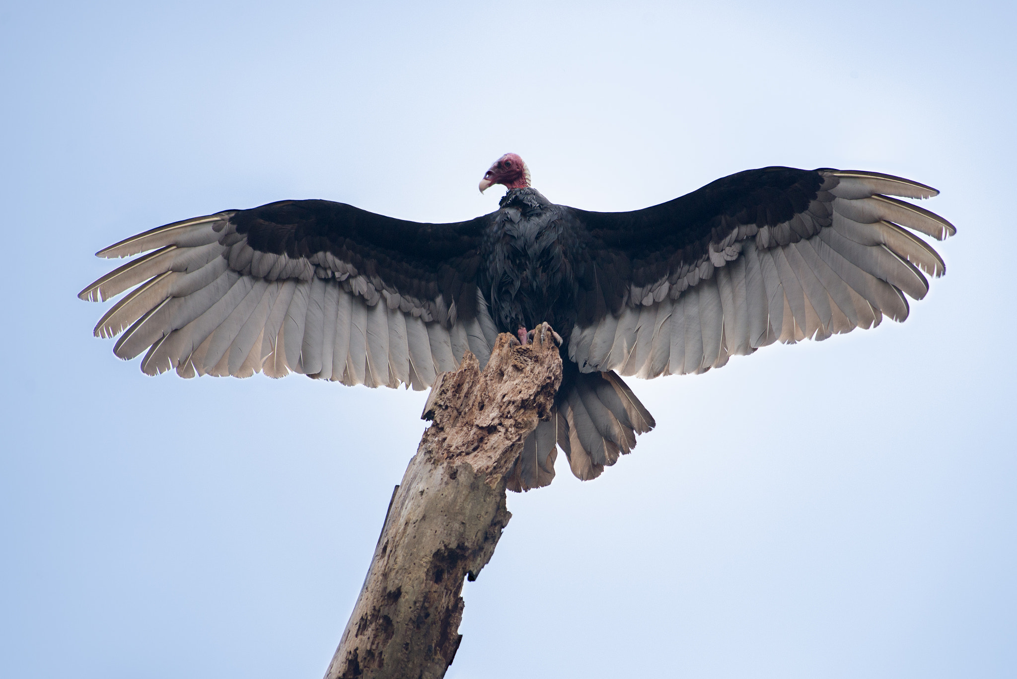 Nikon AF-S Nikkor 300mm F2.8G ED VR II sample photo. Turkey vulture basking photography