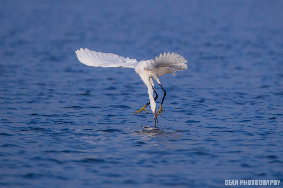 Canon EOS-1D Mark IV sample photo. Hunting photography