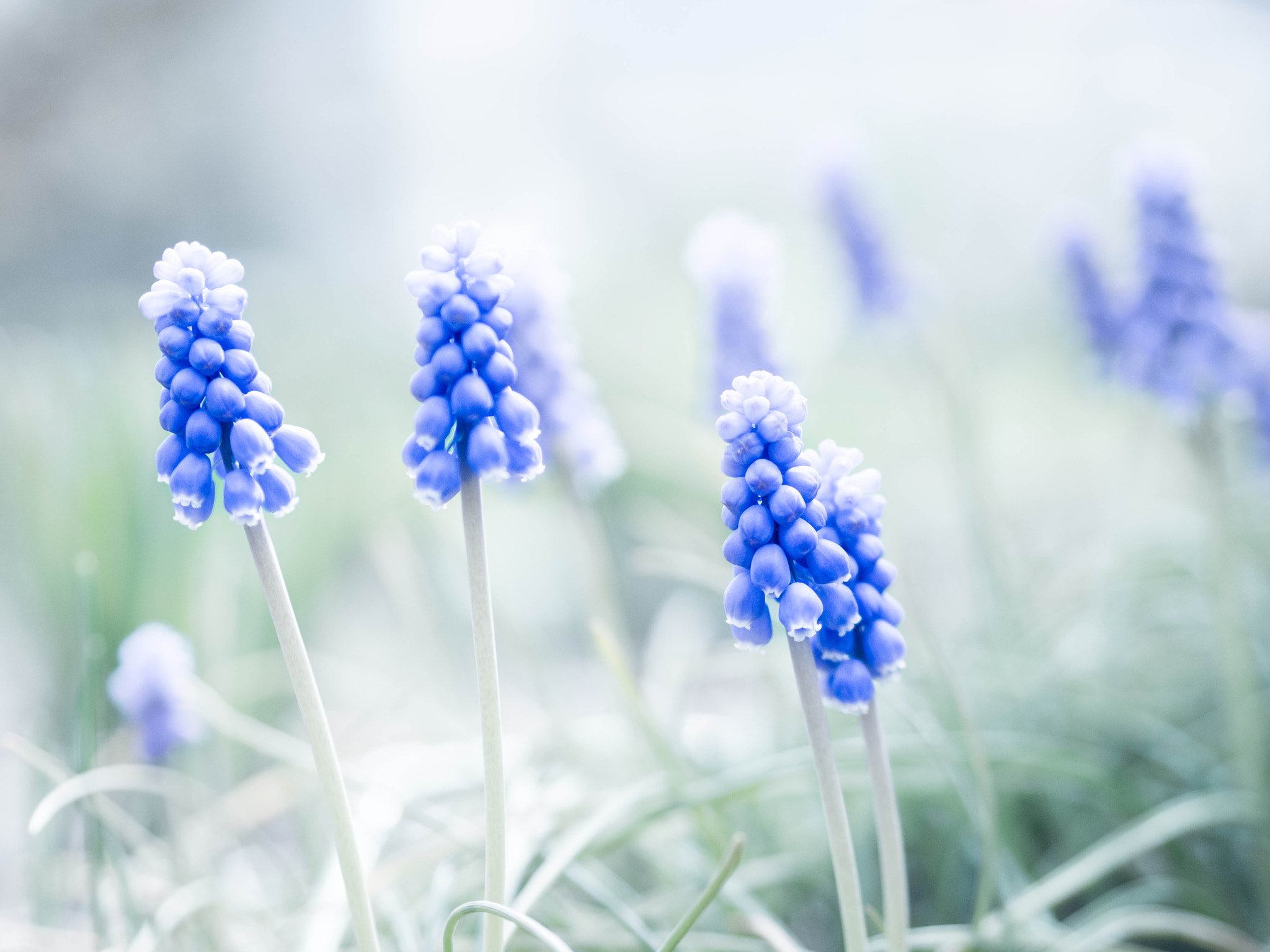 Panasonic Lumix DMC-G5 + Olympus M.Zuiko Digital 45mm F1.8 sample photo. Muscari photography