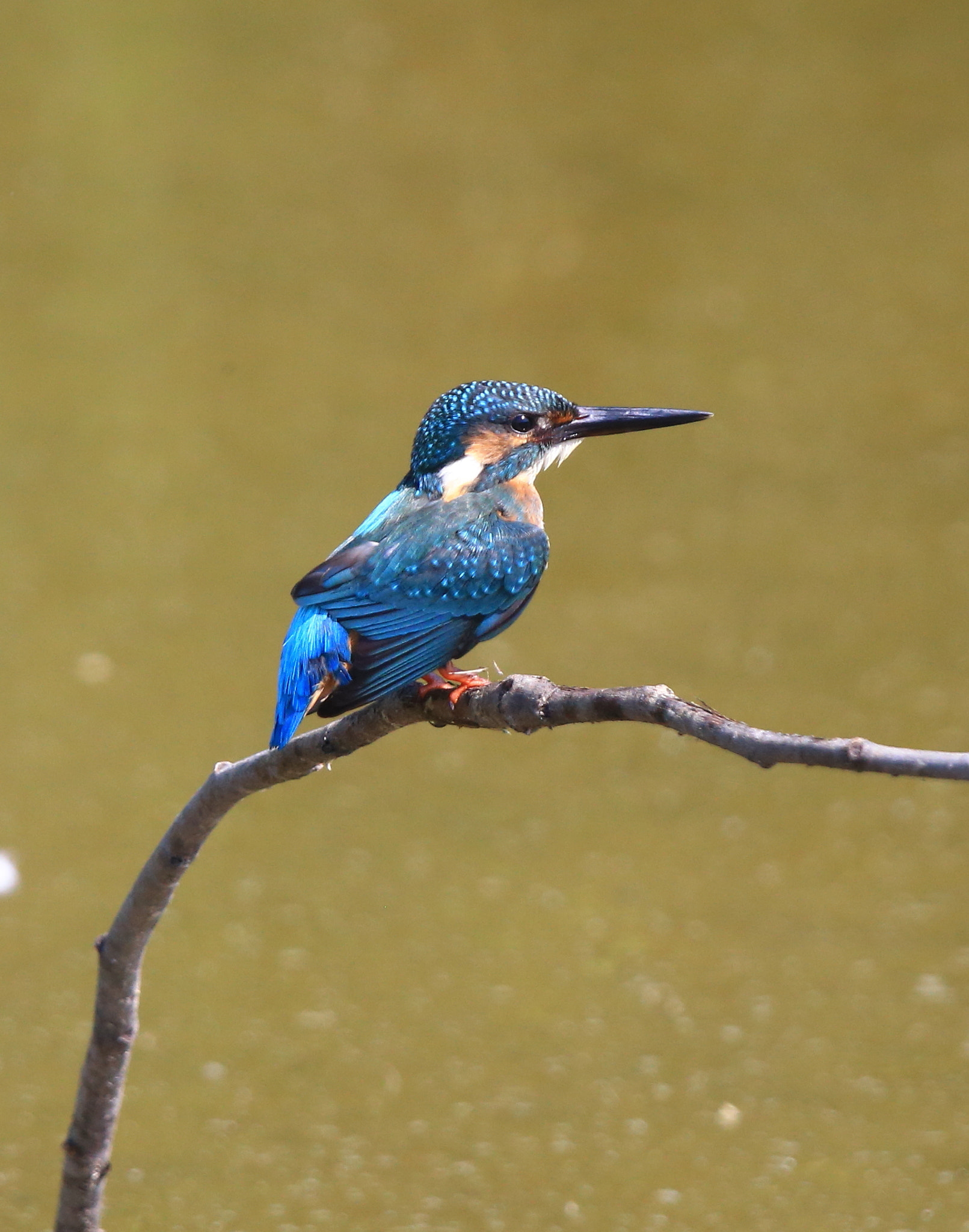 Canon EF 600mm F4L IS II USM sample photo. 277 photography