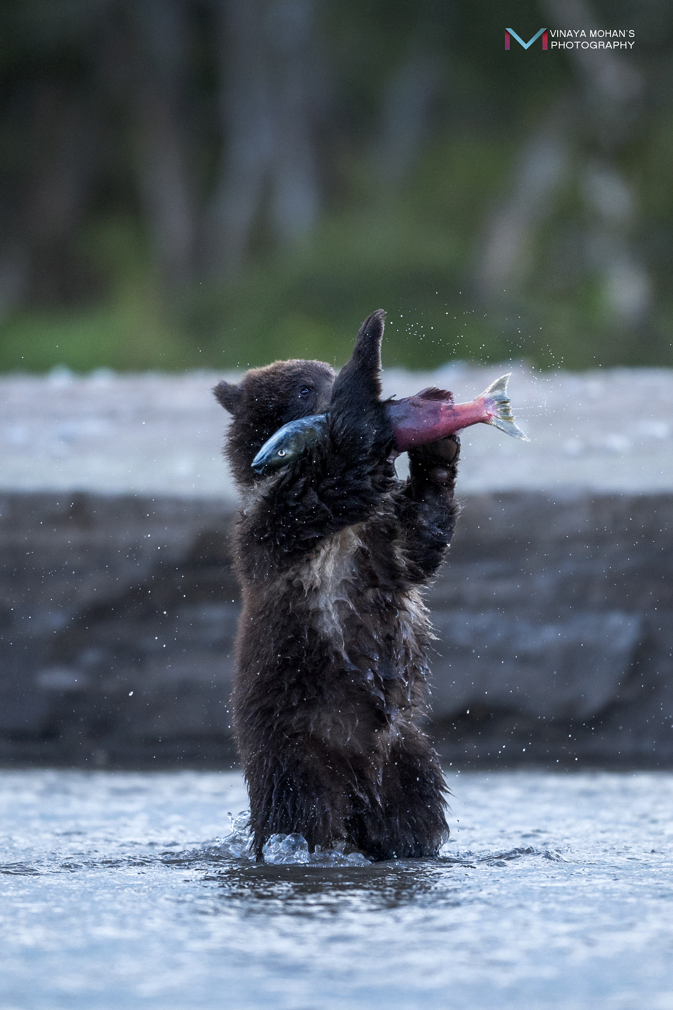 Nikon AF-S Nikkor 400mm F2.8E FL ED VR sample photo. Too big photography