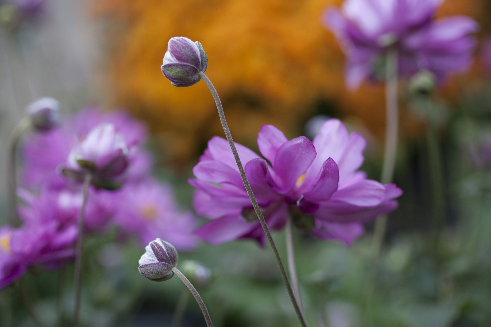 Canon EF 50mm F2.5 Macro sample photo