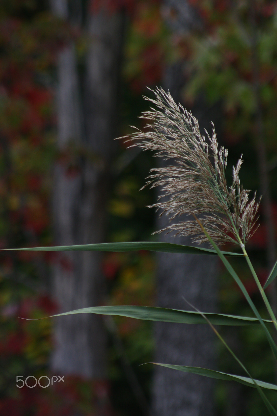 Canon EOS 1000D (EOS Digital Rebel XS / EOS Kiss F) sample photo. Wind photography