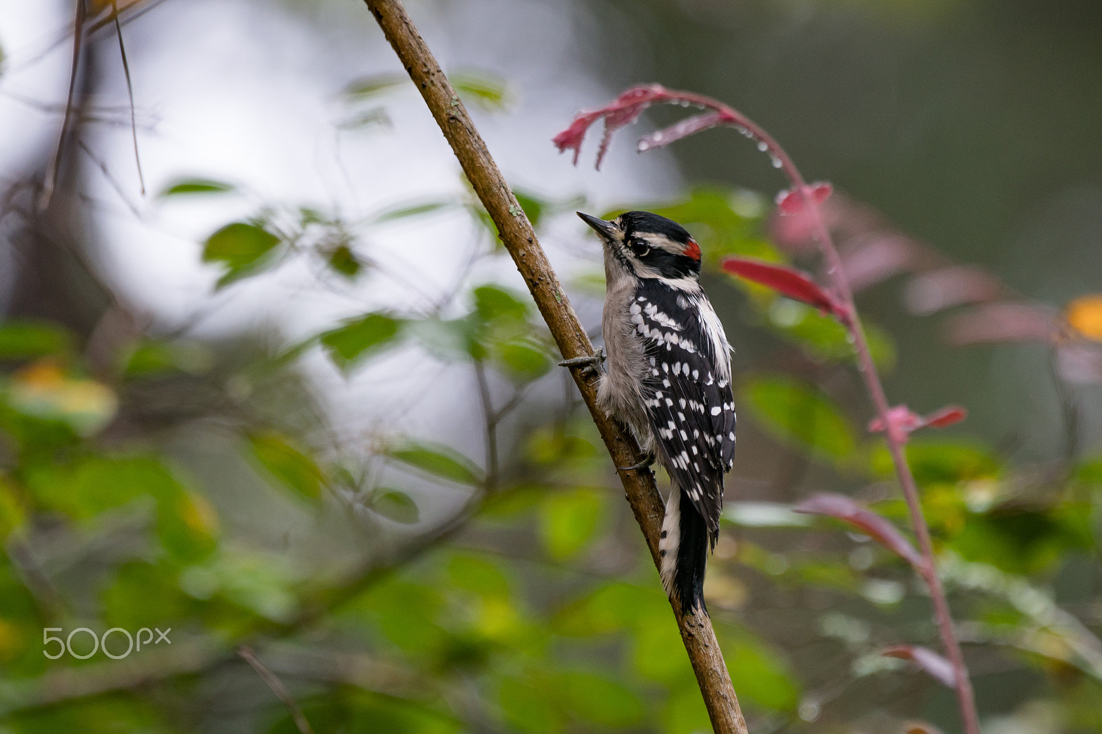 Sony a7R II sample photo. Downy woodpecker photography