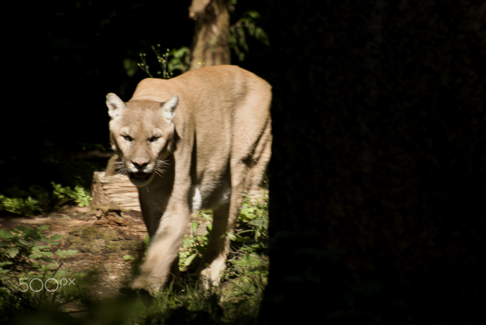 Nikon D60 sample photo. On the prowl photography