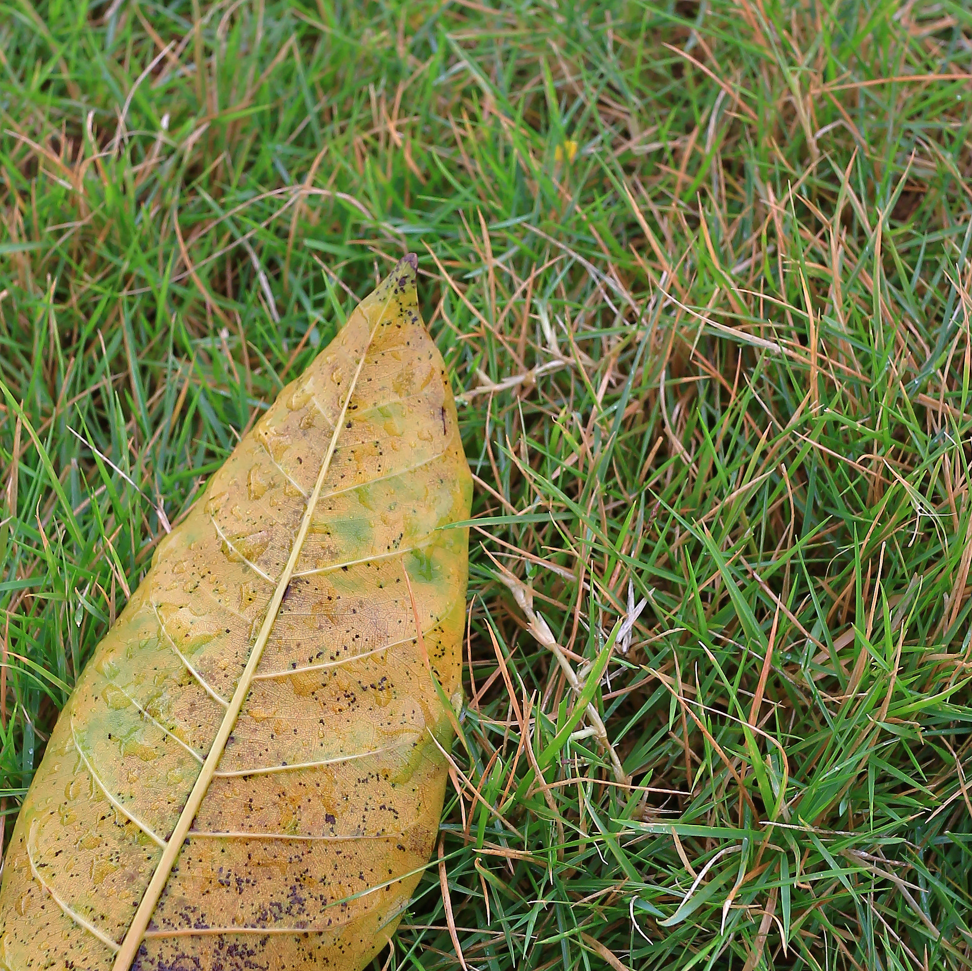 Canon EOS M2 + Canon EF-M 22mm F2 STM sample photo. Leaf photography