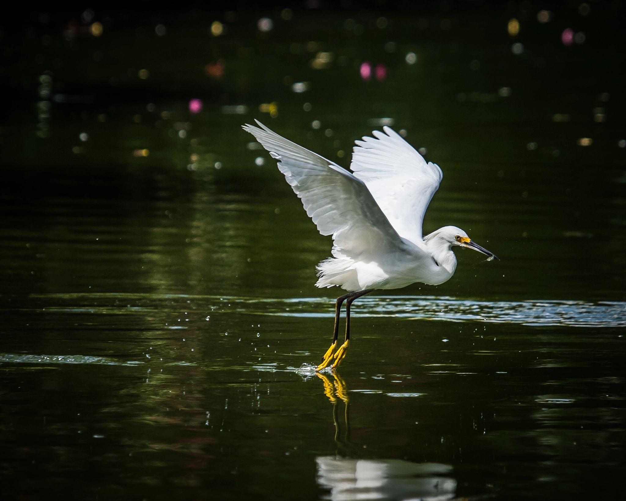 Olympus E-620 (EVOLT E-620) sample photo. Snowy egret photography