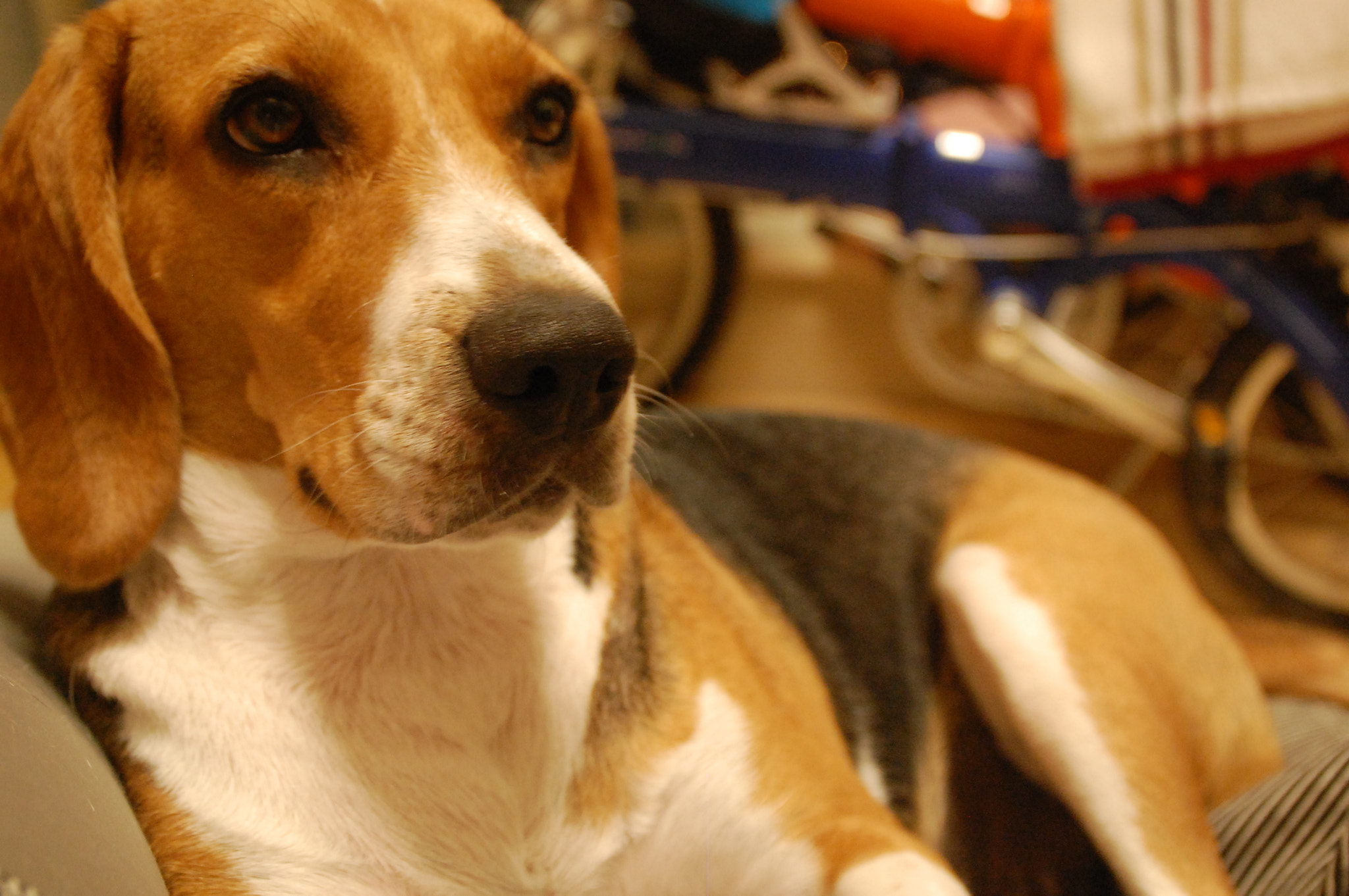 Nikon D40 sample photo. Cool dog photography