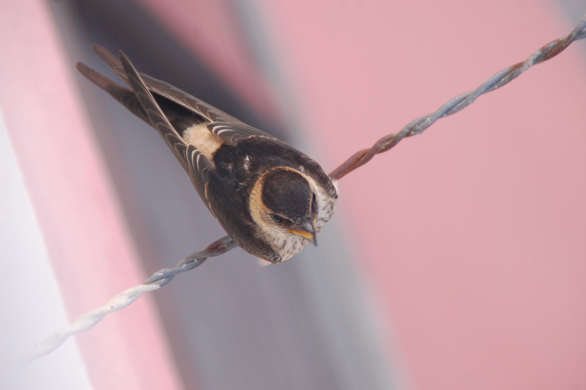 Nikon D40 sample photo. Twitter photography