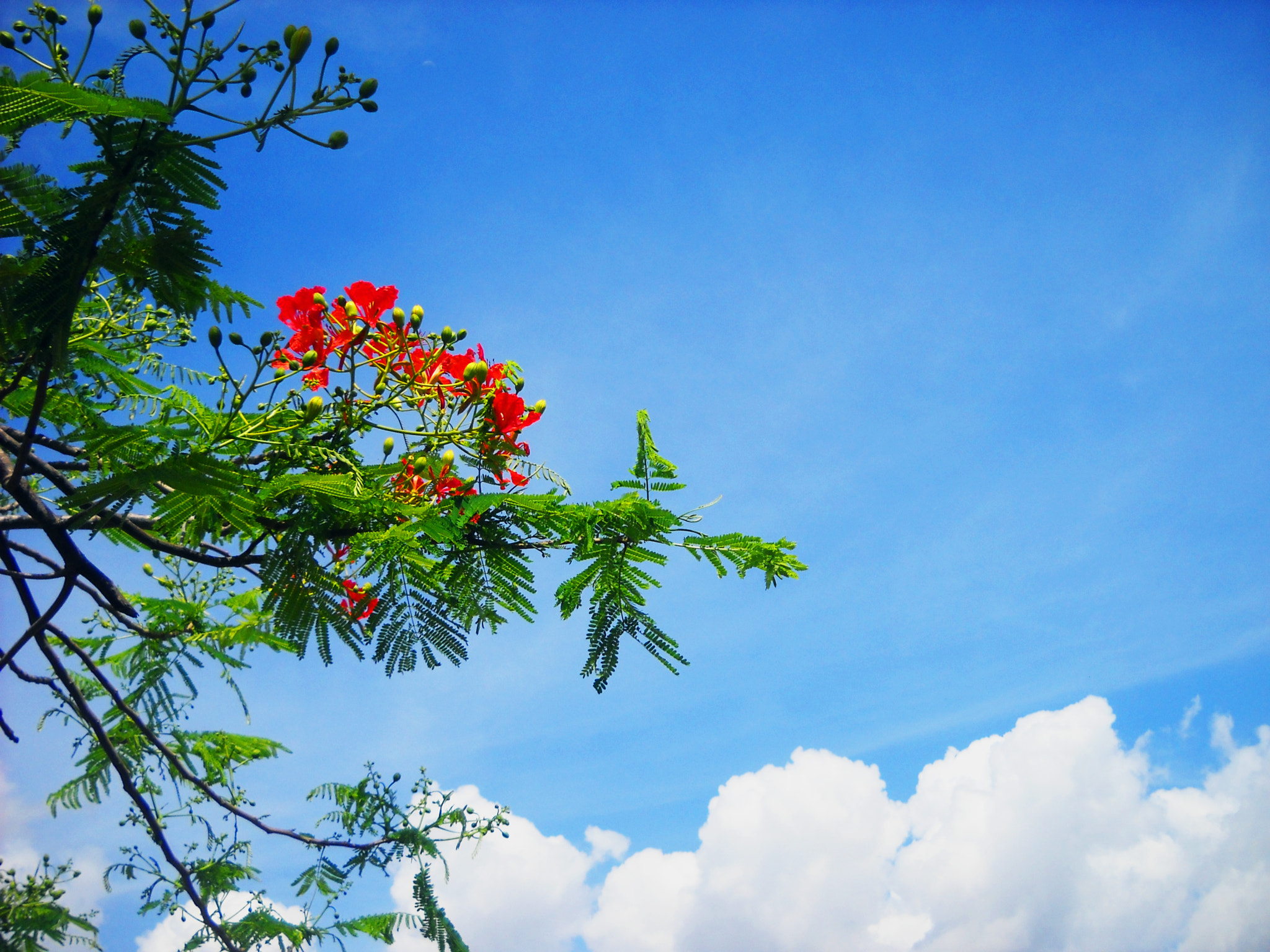 Nikon Coolpix L19 sample photo. Delonix regia photography