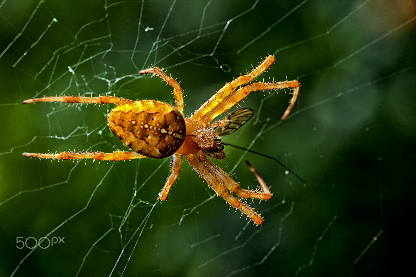 Canon EF 100mm F2.8 Macro USM sample photo. Yellow spider photography