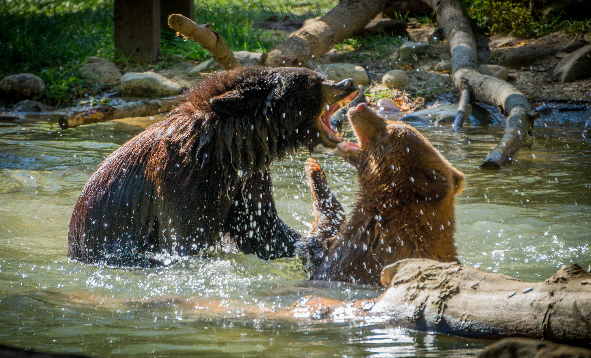 Sony Alpha a3000 sample photo. Play fight photography