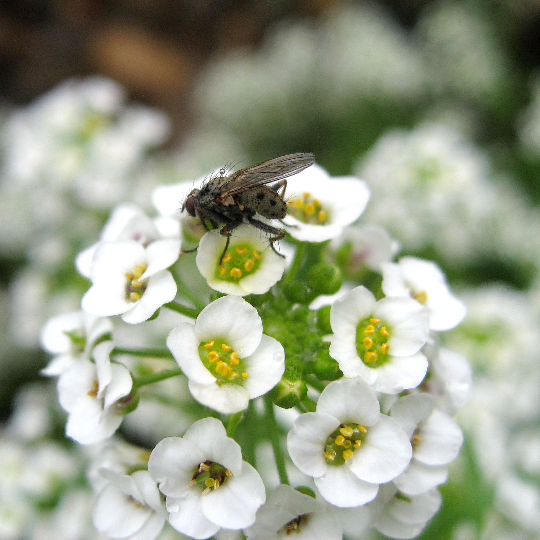 Canon POWERSHOT SD700 IS sample photo. Tiger fly hunts on alyssum photography