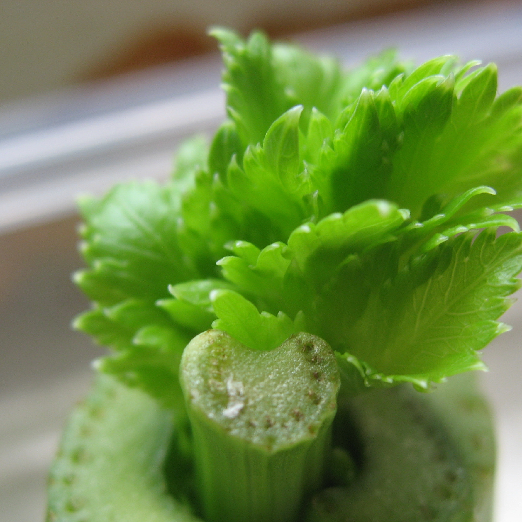 Canon POWERSHOT SD700 IS sample photo. Celery photography